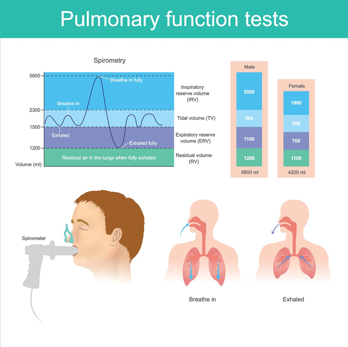 lung sounds chart