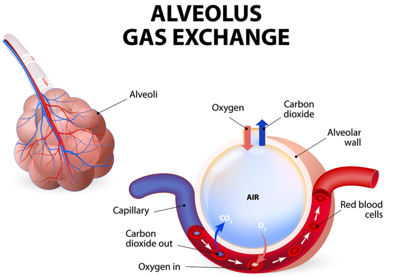 Principles Of Airway Clearance CF Physio