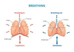 Your lungs and how CF affects them – CF Physio