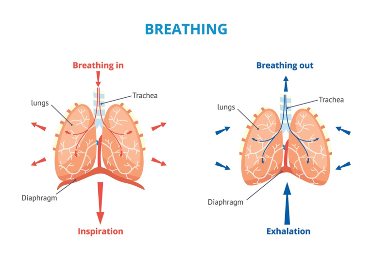 Your Lungs And How CF Affects Them – CF Physio