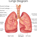 Principles Of Airway Clearance – CF Physio